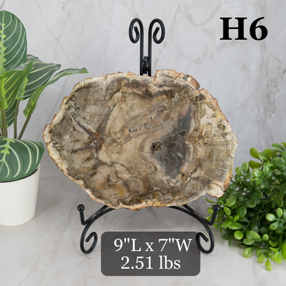 Petrified Wood Slabs 7-10"