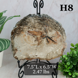 Petrified Wood Slabs 7-10"