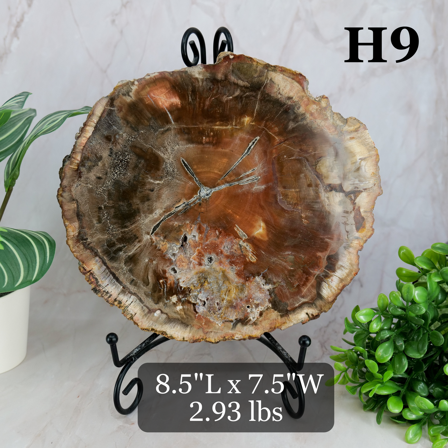 Petrified Wood Slabs 7-10"