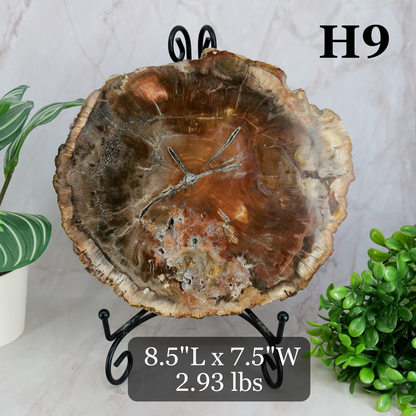 Petrified Wood Slabs 7-10"