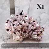 Barnacles 7-10"