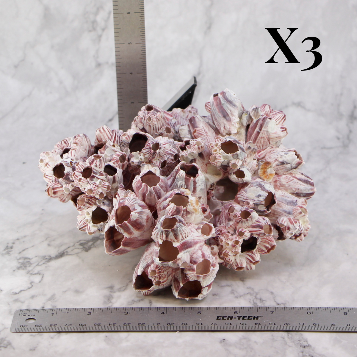 Barnacles 7-10"