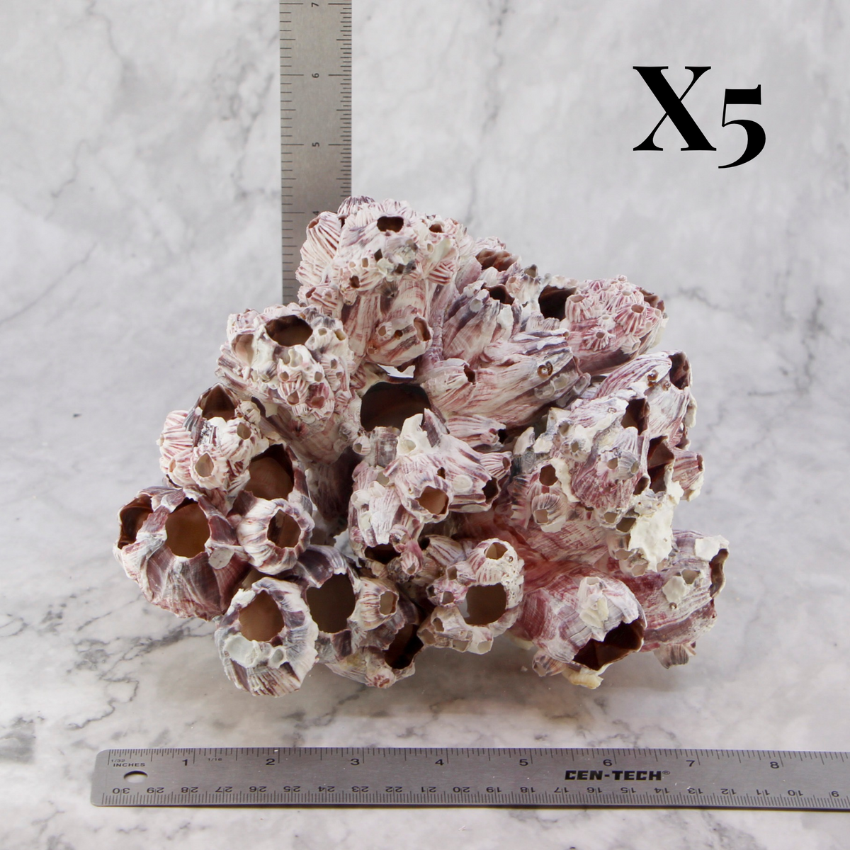 Barnacles 7-10"
