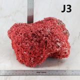 Pipe Organ Coral 7-10"
