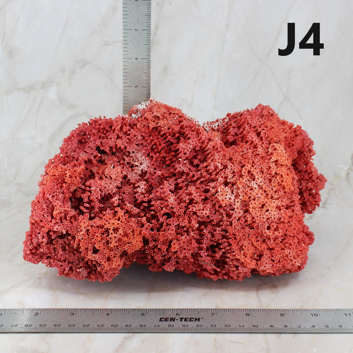Pipe Organ Coral 7-10"