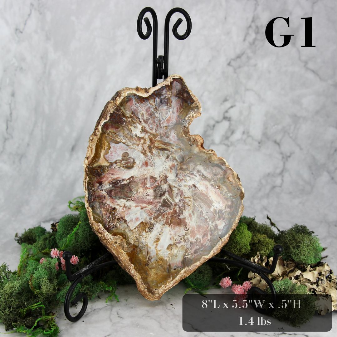 Petrified Wood Slabs 7-10"