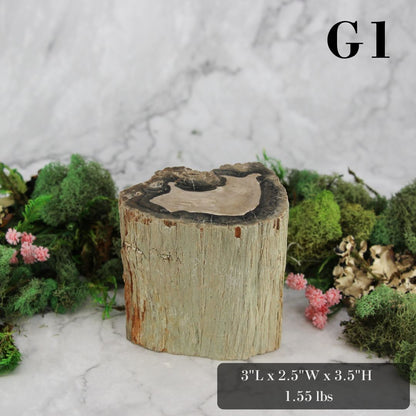 Petrified Wood Branch 3-6"