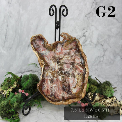 Petrified Wood Slabs 7-10"