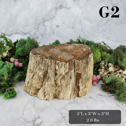 Petrified Wood Branch 3-6"