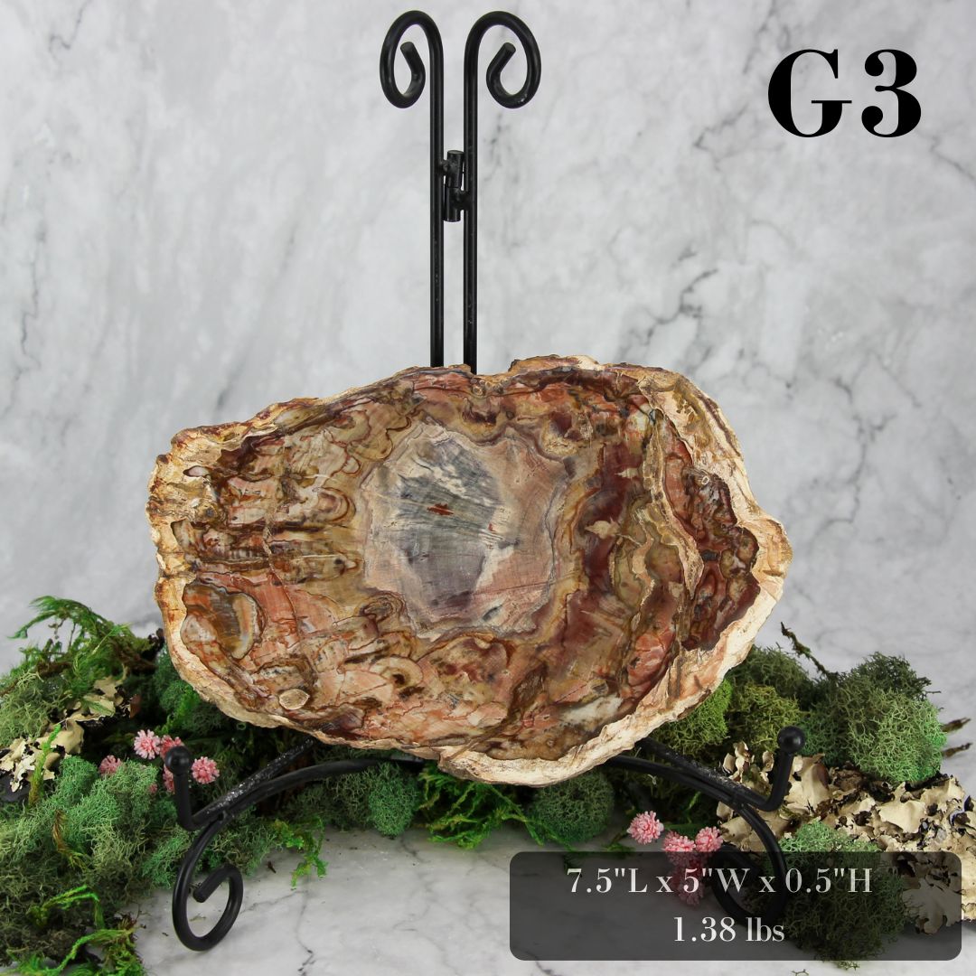 Petrified Wood Slabs 7-10"