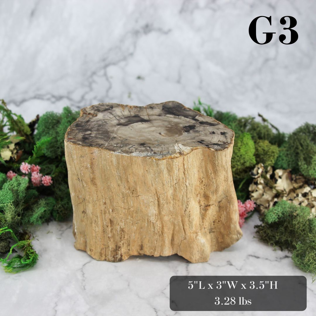 Petrified Wood Branch 3-6"