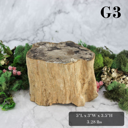 Petrified Wood Branch 3-6"