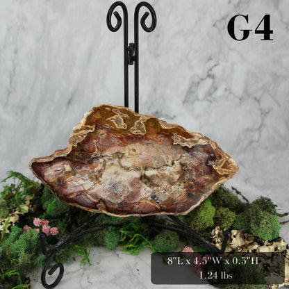 Petrified Wood Slabs 7-10"