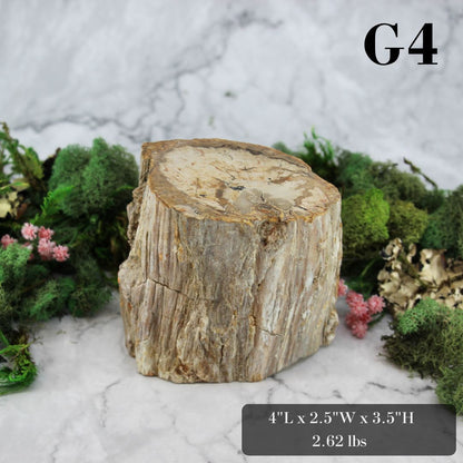 Petrified Wood Branch 3-6"