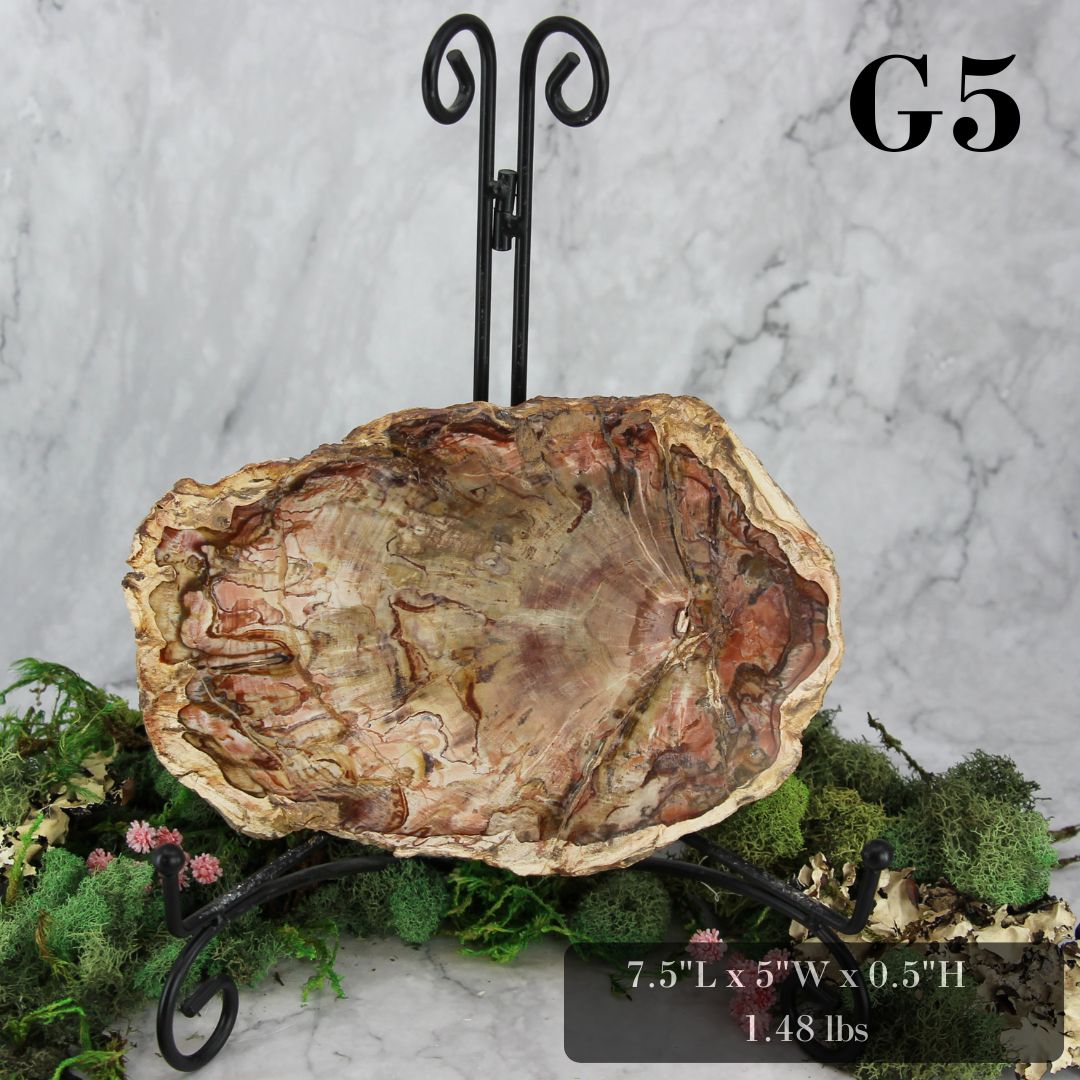 Petrified Wood Slabs 7-10"