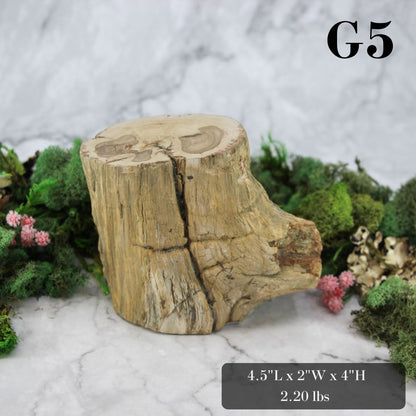 Petrified Wood Branch 3-6"