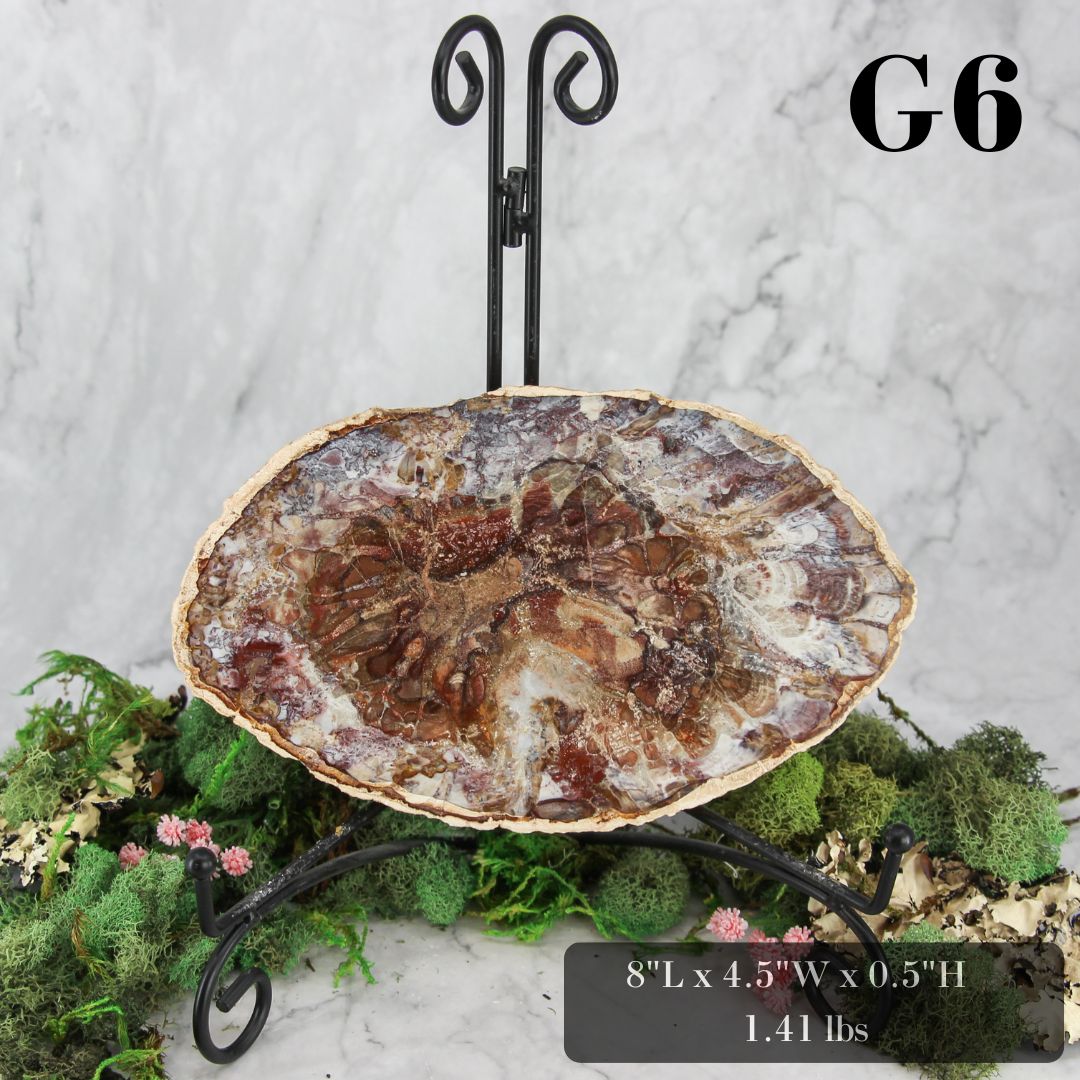 Petrified Wood Slabs 7-10"