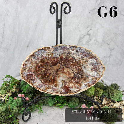 Petrified Wood Slabs 7-10"