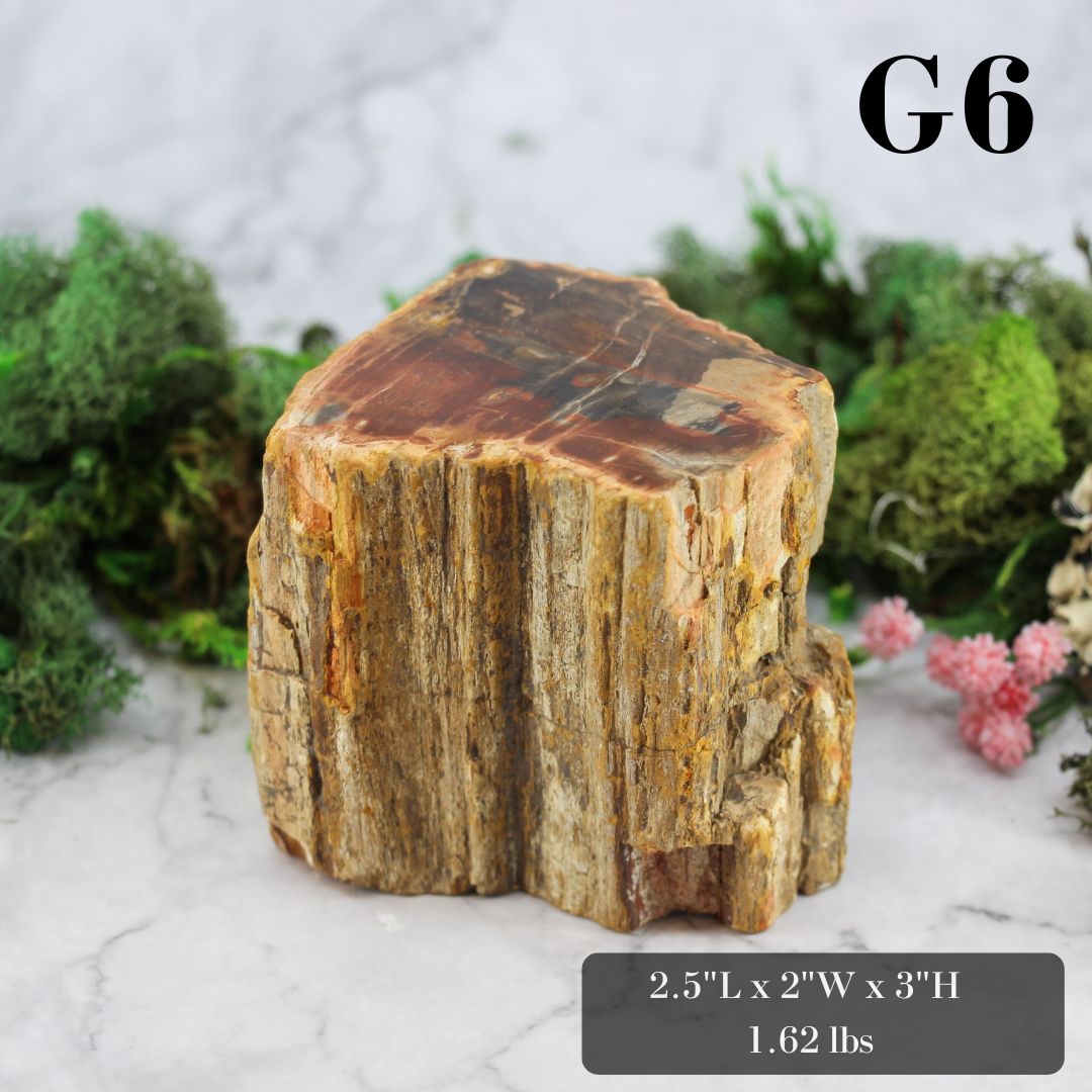 Petrified Wood Branch 3-6"