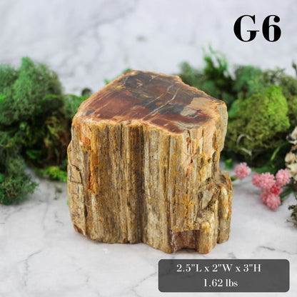 Petrified Wood Branch 3-6"