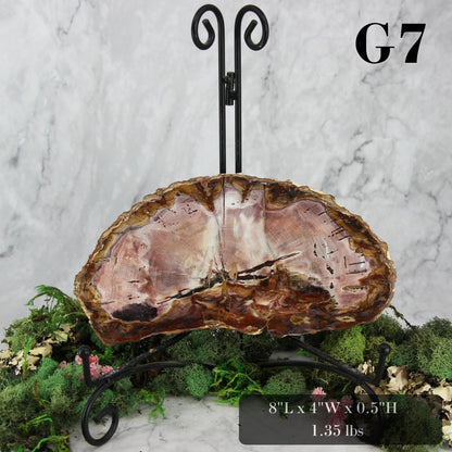 Petrified Wood Slabs 7-10"