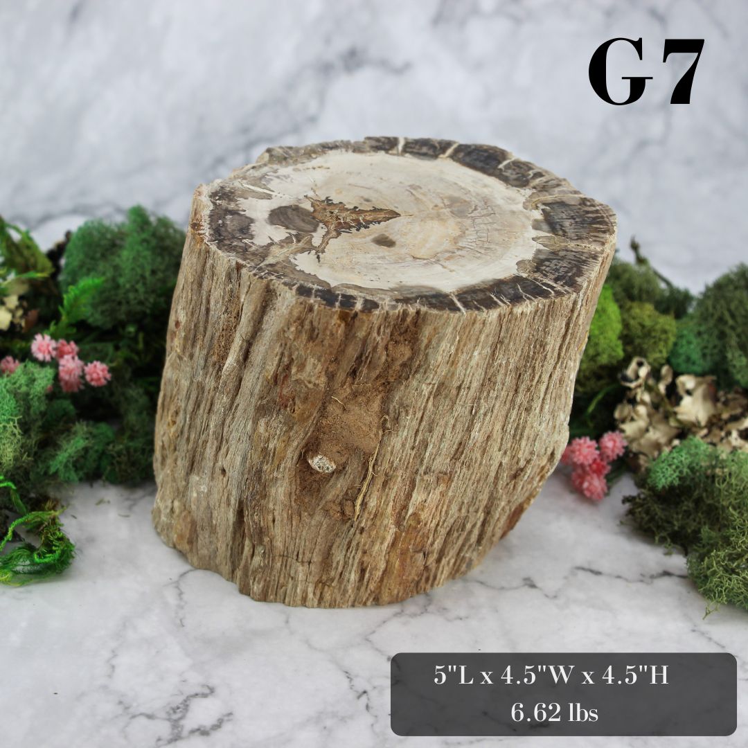 Petrified Wood Branch 3-6"