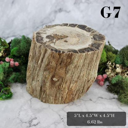 Petrified Wood Branch 3-6"