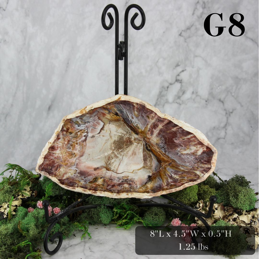 Petrified Wood Slabs 7-10"