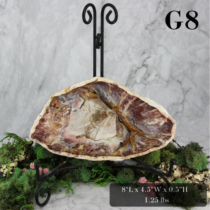 Petrified Wood Slabs 7-10"