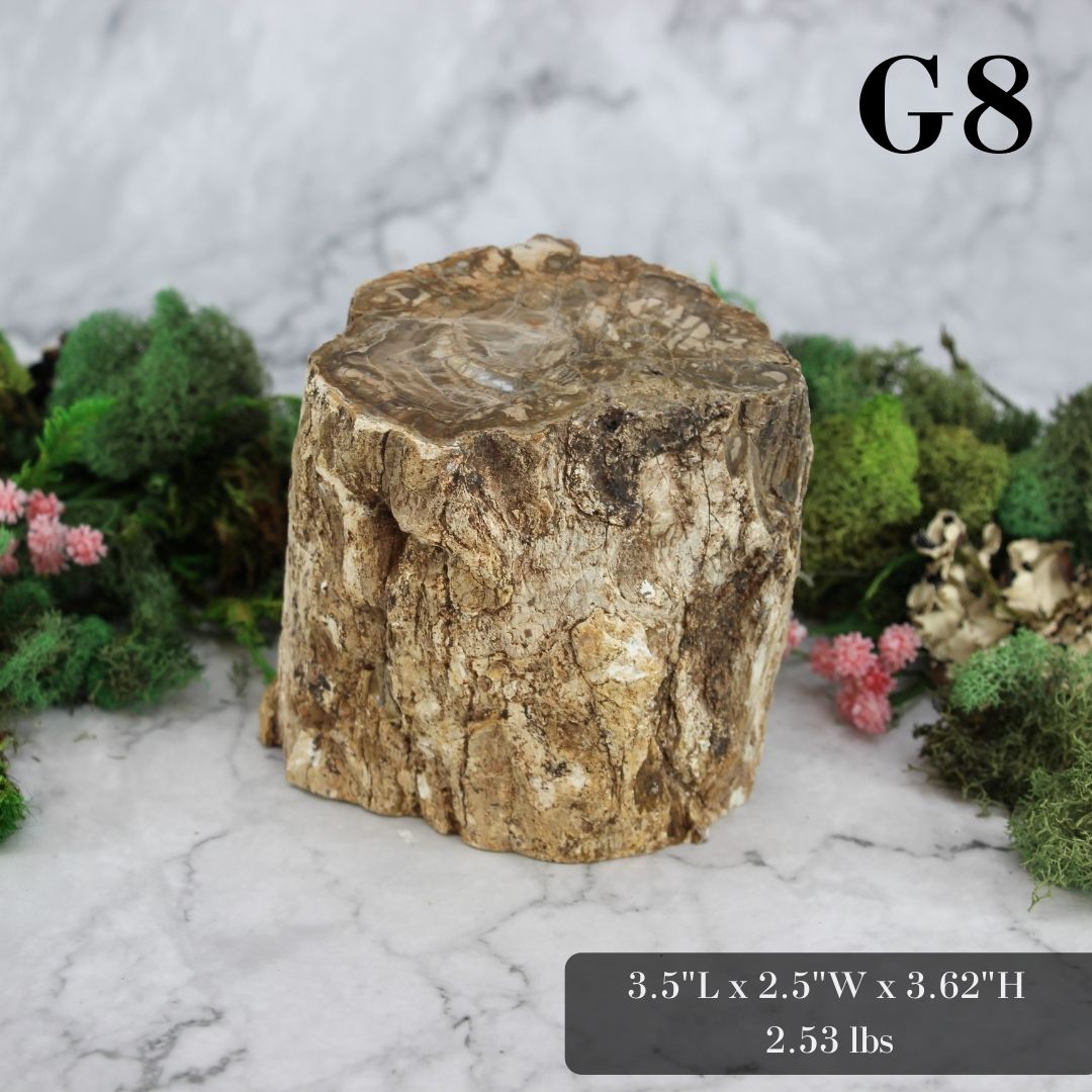 Petrified Wood Branch 3-6"