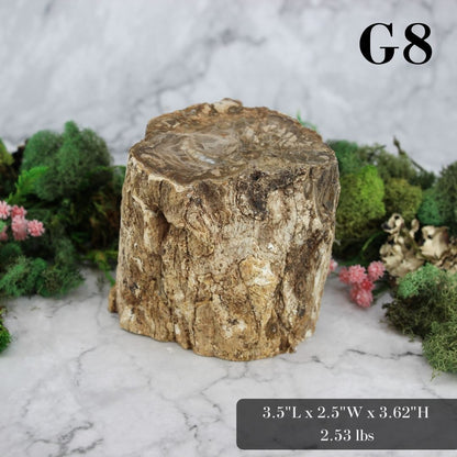 Petrified Wood Branch 3-6"