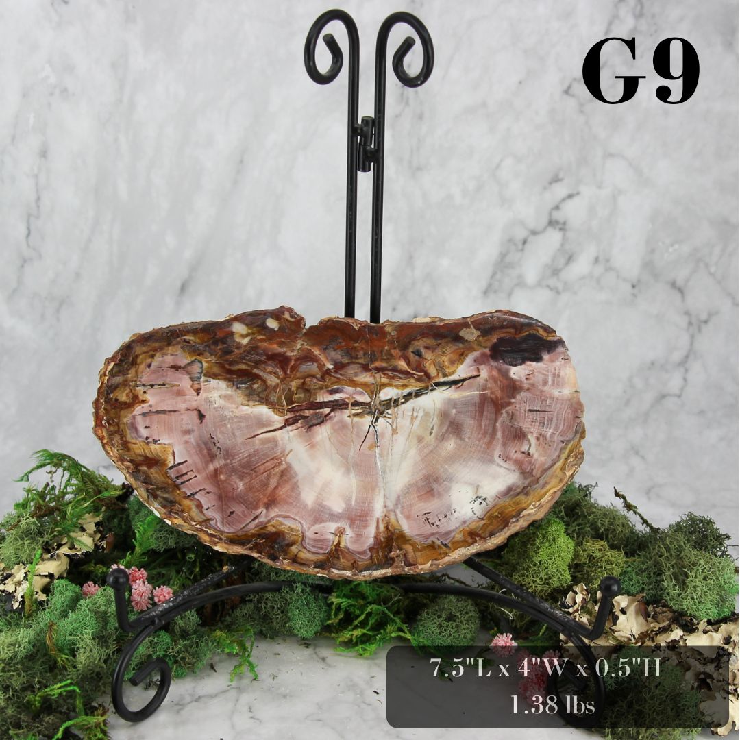 Petrified Wood Slabs 7-10"