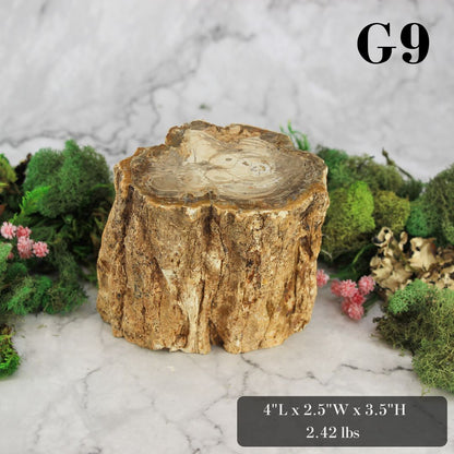 Petrified Wood Branch 3-6"