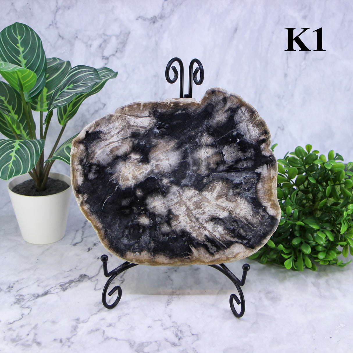 Petrified Wood Slabs 7-10"