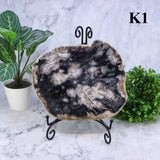 Petrified Wood Slabs 7-10"