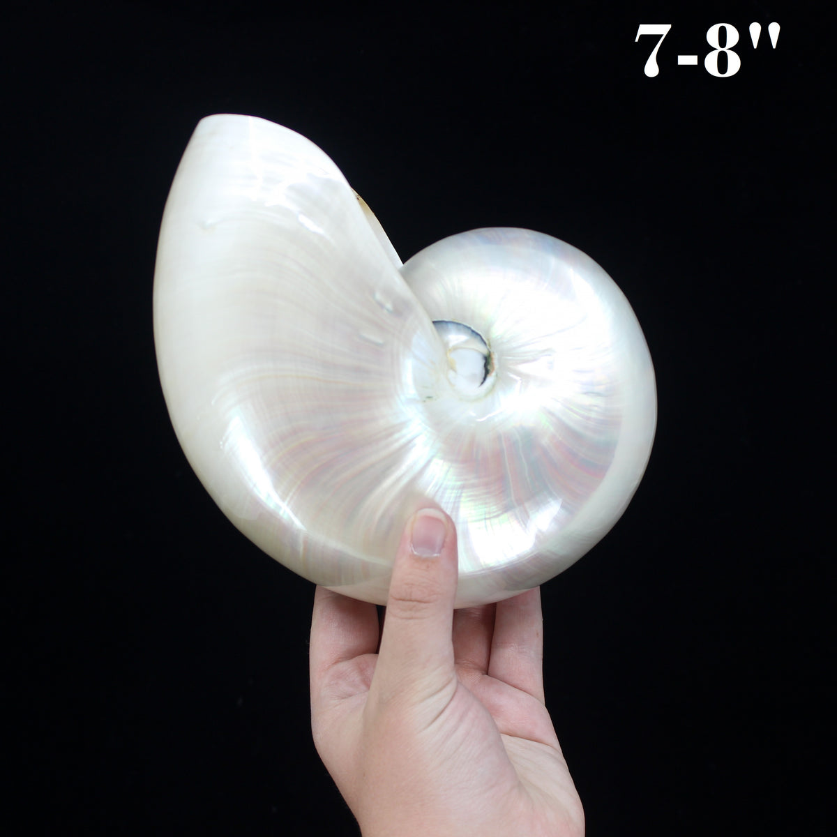 Chambered Nautilus Polished