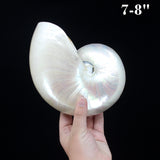 Chambered Nautilus Polished