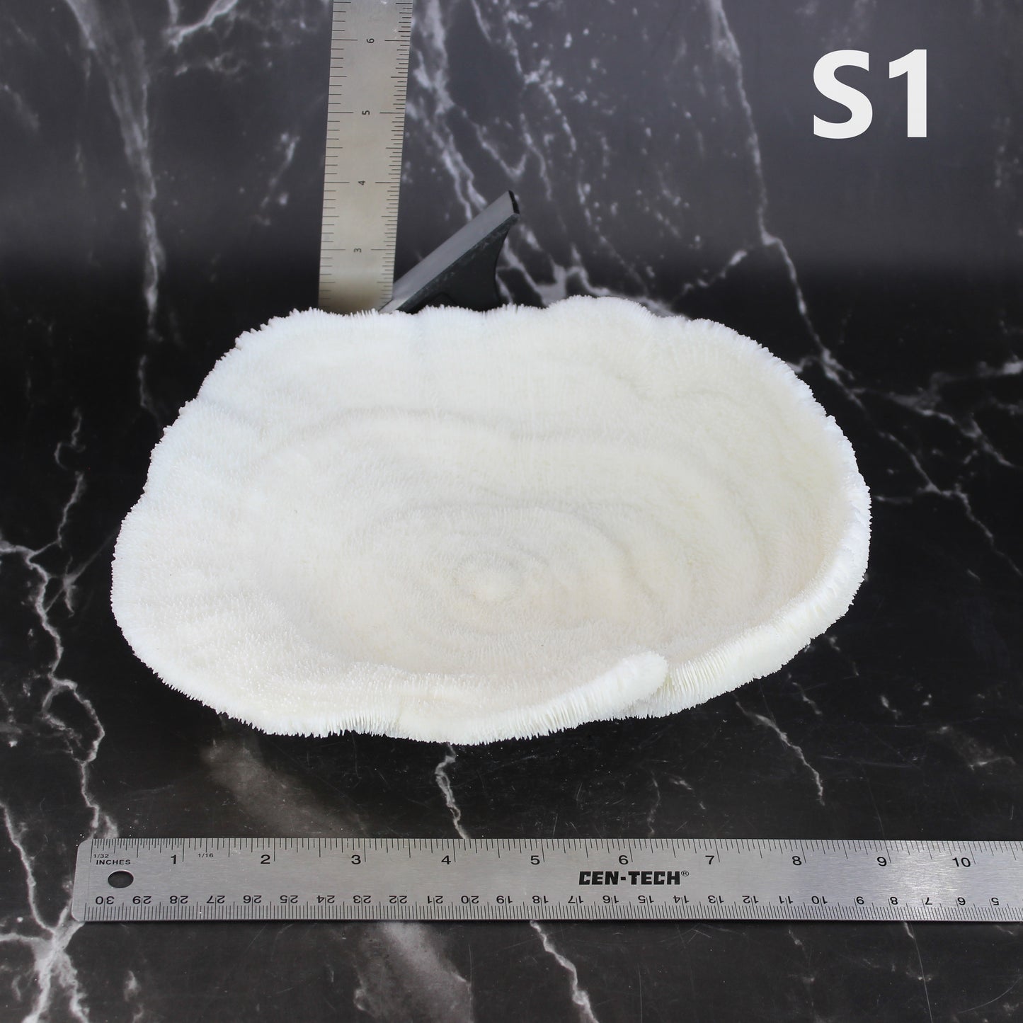 Coral Bowl 8-10"