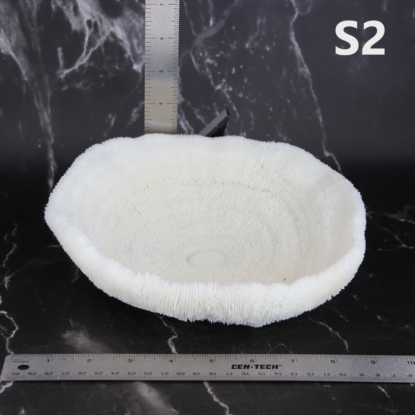 Coral Bowl 8-10"