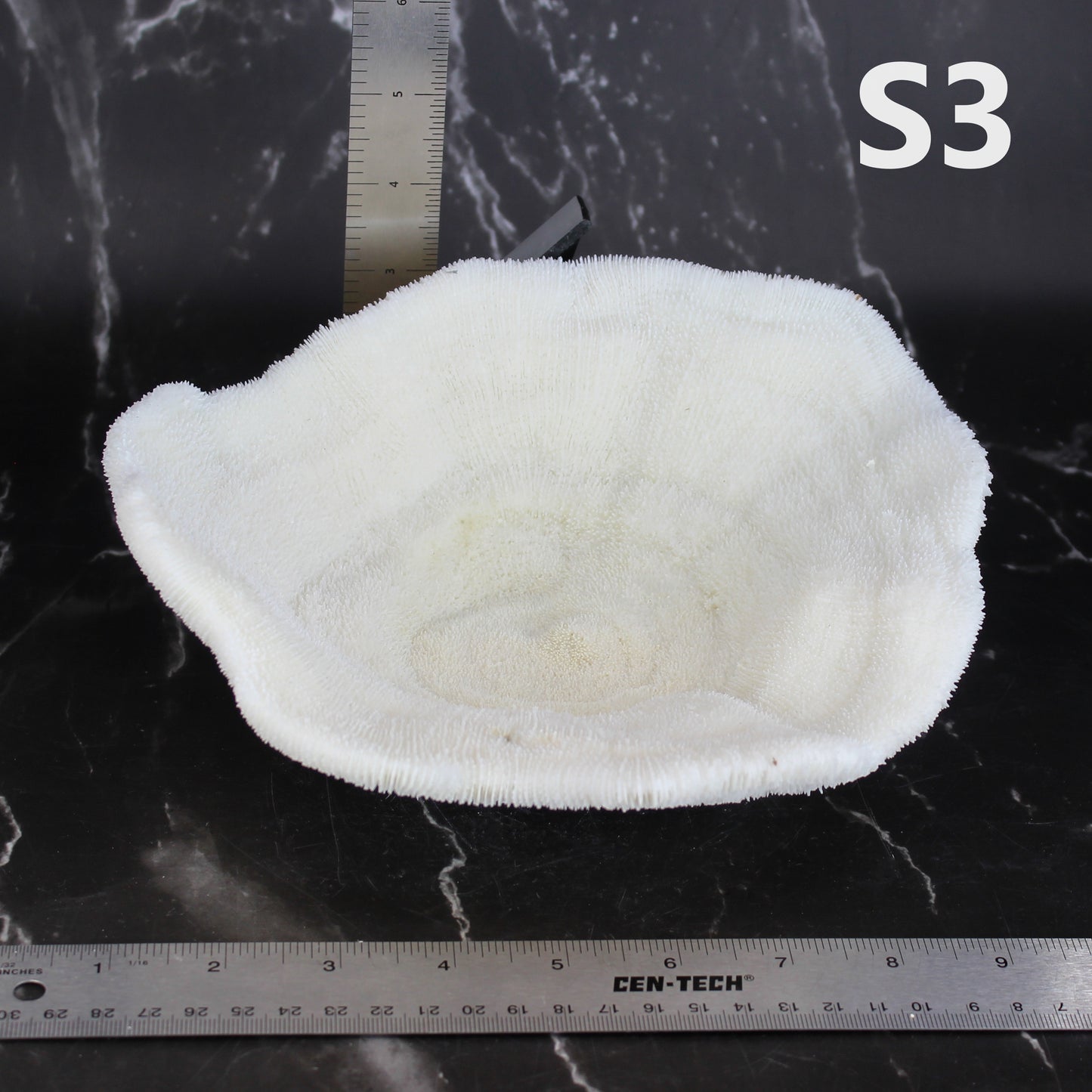 Coral Bowl 8-10"