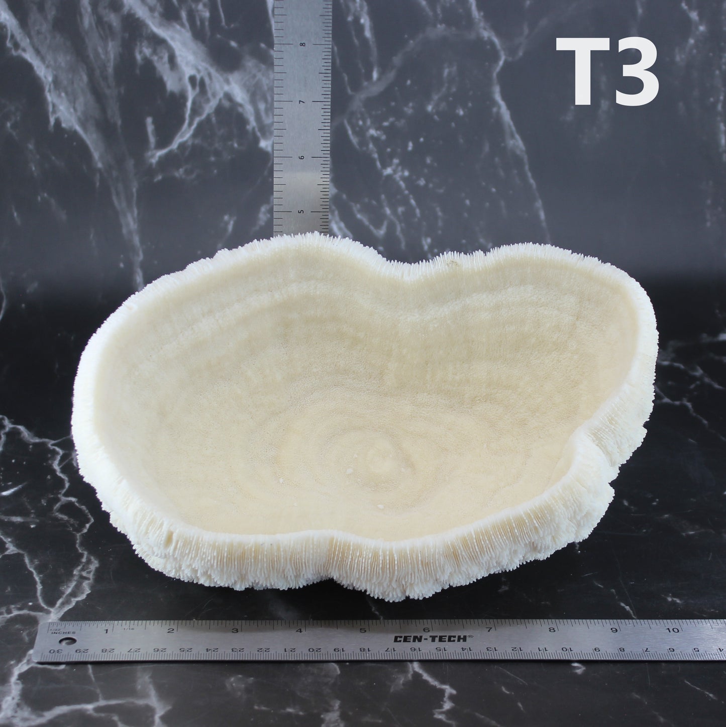 Coral Bowl 8-10"