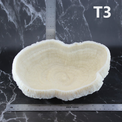 Coral Bowl 8-10"