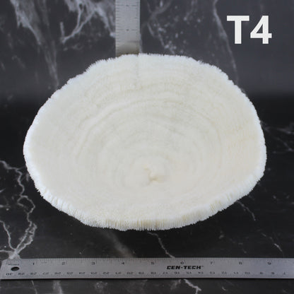 Coral Bowl 8-10"