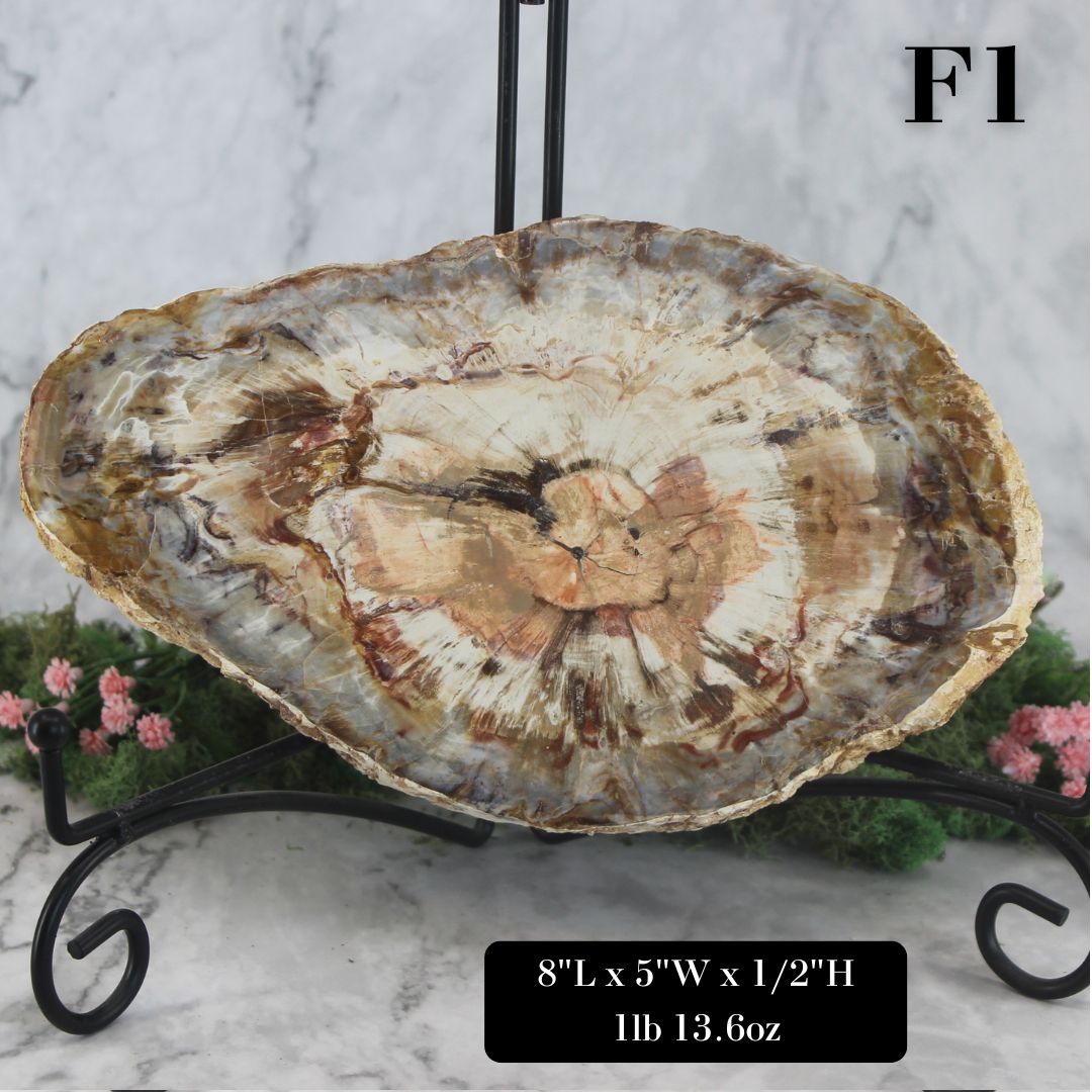 Petrified Wood Slabs 8-10"