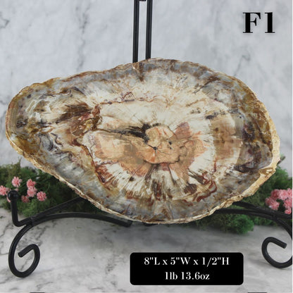 Petrified Wood Slabs 8-10"