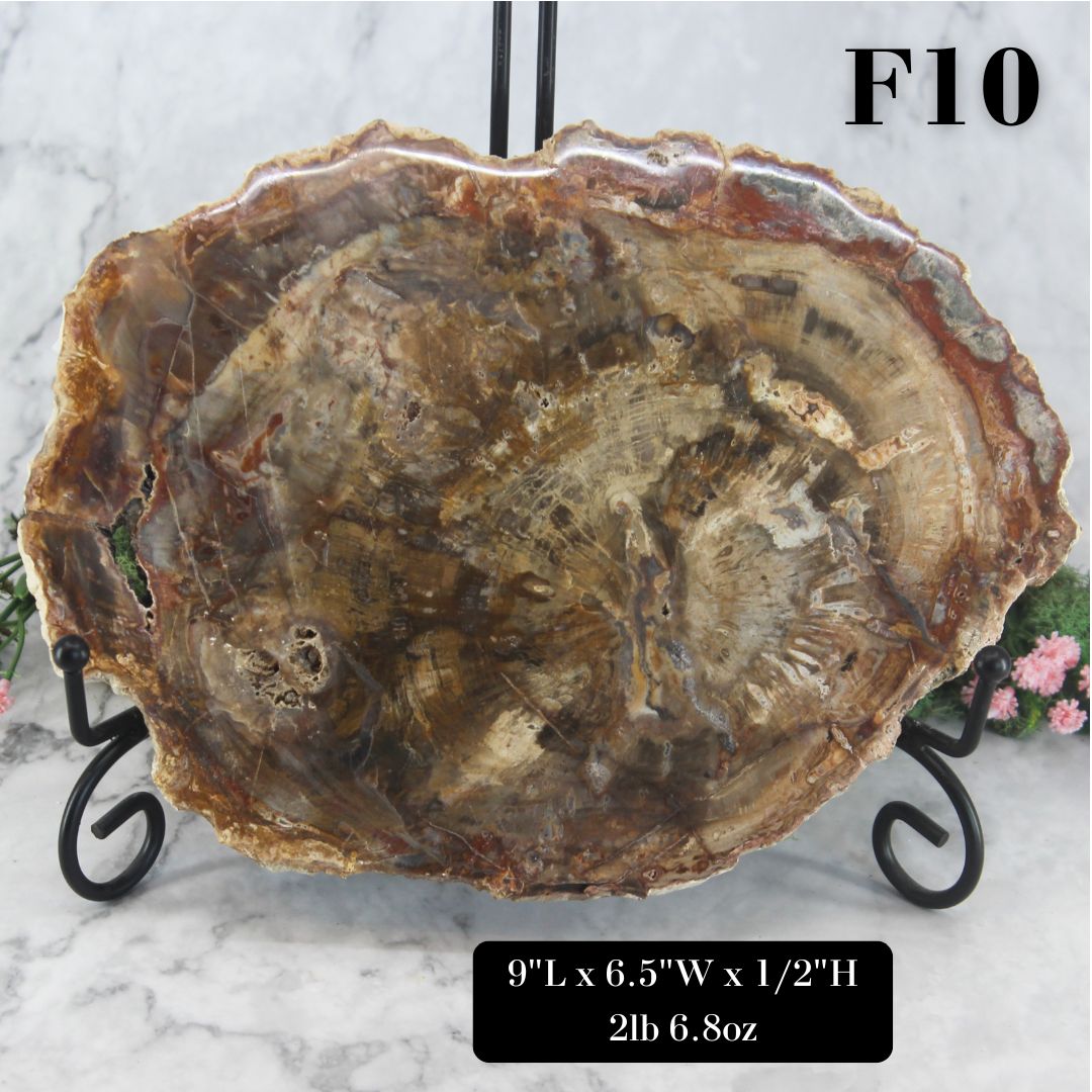 Petrified Wood Slabs 8-10"