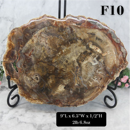 Petrified Wood Slabs 8-10"