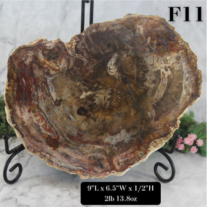 Petrified Wood Slabs 7-10"