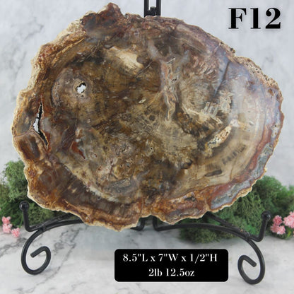 Petrified Wood Slabs 8-10"