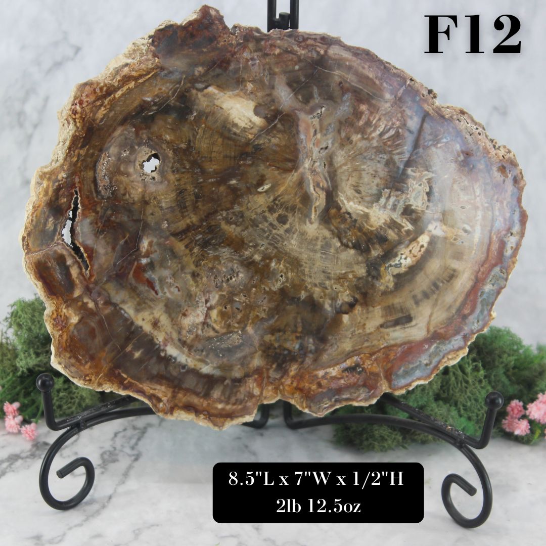 Petrified Wood Slabs 7-10"